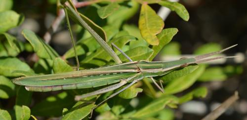 Réf. 293 429 : Acrida ungarica mediterranea